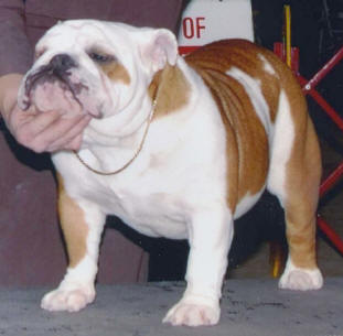 Scott's English Bulldog CHDesirabullScottsGoldDustWoman