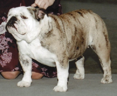 Scott's English Bulldog Champion Fults Scotts Precious Girl
