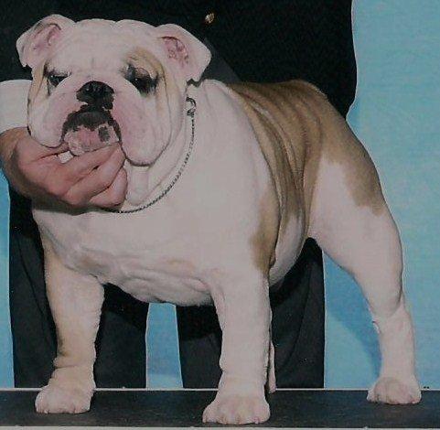 English Bulldog CH. Scott Dolmich Monte Macphisto