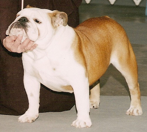 Scott's English Bulldog Champion Scotts MyDear Scarlett