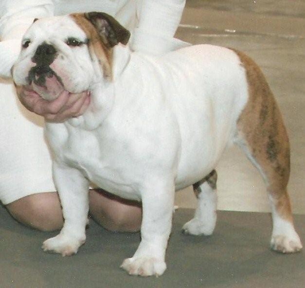 Scott's English Bulldog CH Wileys Movin On Up of Scotts