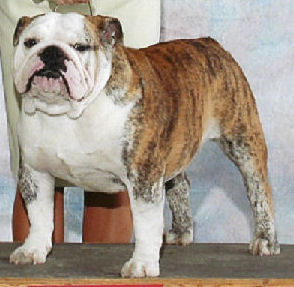 Scott's English Bulldog Champion Fults Scotts Huey Lewis