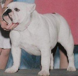 Scott's English Bulldogs Ch. Montana Twins Chiachi in Charge