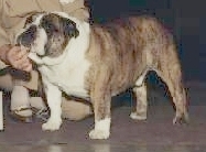 Scotts English Bulldog Champion Hotzes Wishful Brutus