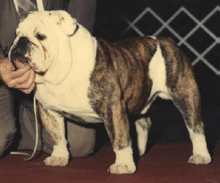 Scott's English Bulldog Champion Scotts Dont You Wish