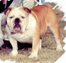 Scott's English Bulldoge Champion Sir Winchester of Scarborough