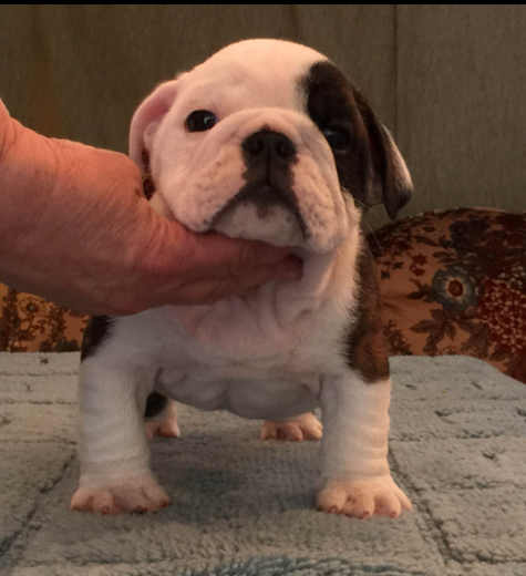 Cute English Bulldog Puppy