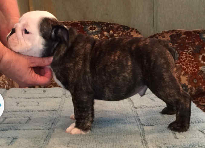 English Bulldog Puppy Side View