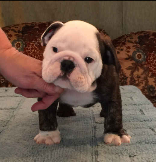 English Bulldog Puppy Stacked