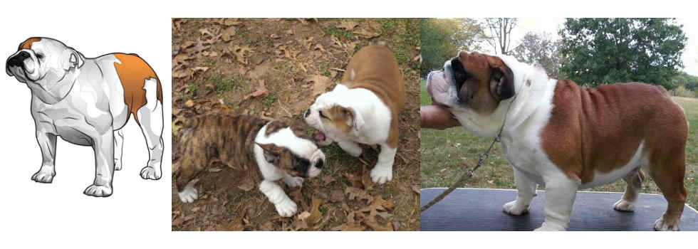 Scott's English Bulldogs and Puppies