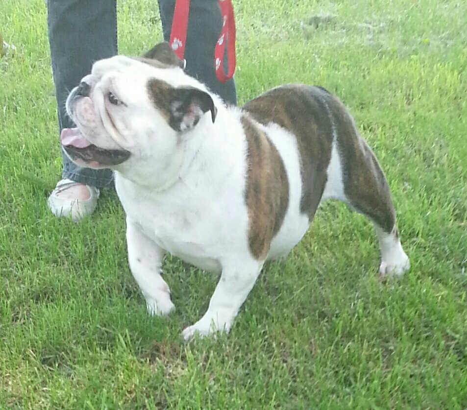 Scott's English Bulldog Dog Show Breeder